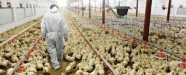 trabajadores avícolas