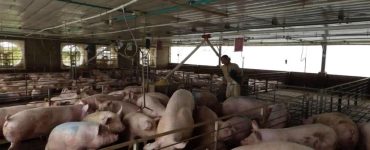 cuidado de cerdos