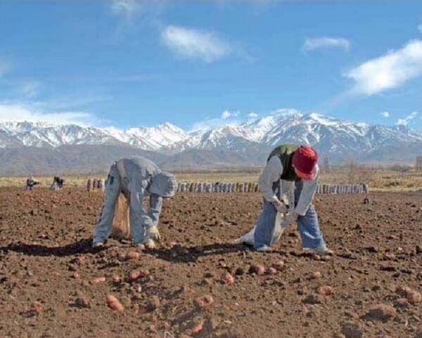 cosecha de papa