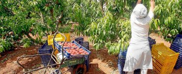 poda y recogida de melocotones