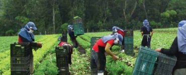 trabajadores de viveros
