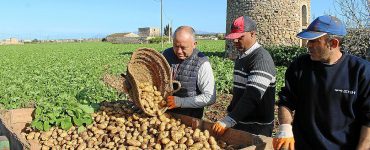 cosecha de potatos