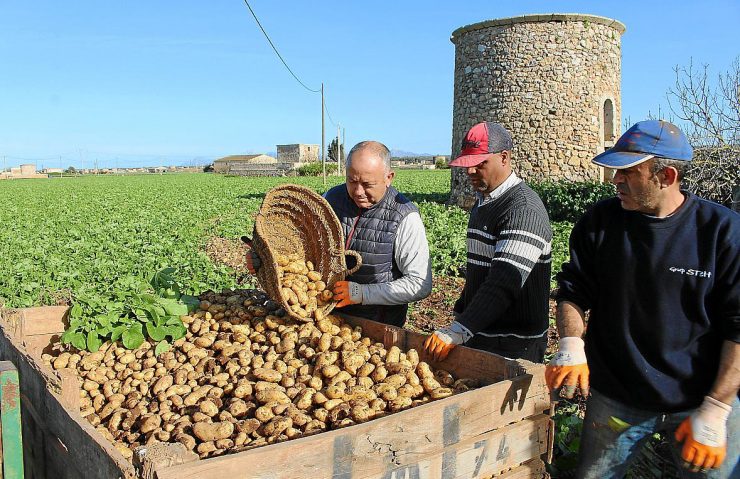 cosecha de potatos