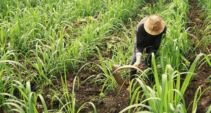 cosecha azucarera