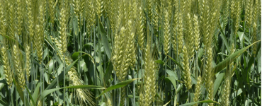cosecha de cereales