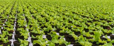 cosecha de lechuga en invernaderos