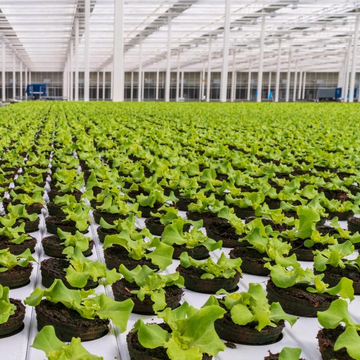 cosecha de lechuga en invernaderos