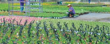 Invernadero de mano de obra para cultivo de flores y otras plantas