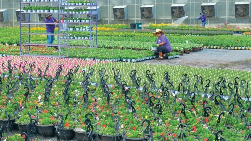 Invernadero de mano de obra para cultivo de flores y otras plantas