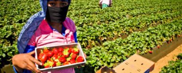 Trabajadores agricolas para cosechar recolectar fresas y arándanos
