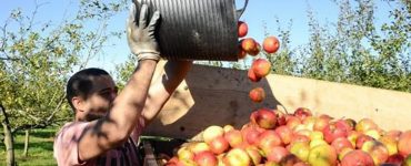 cosecha de manzana
