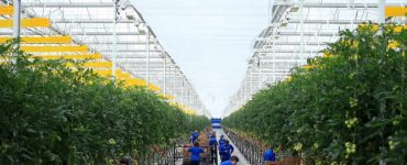 cultivo de vegetales