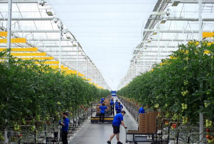 cultivo de vegetales