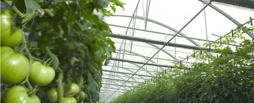 cosecha de tomates verdes