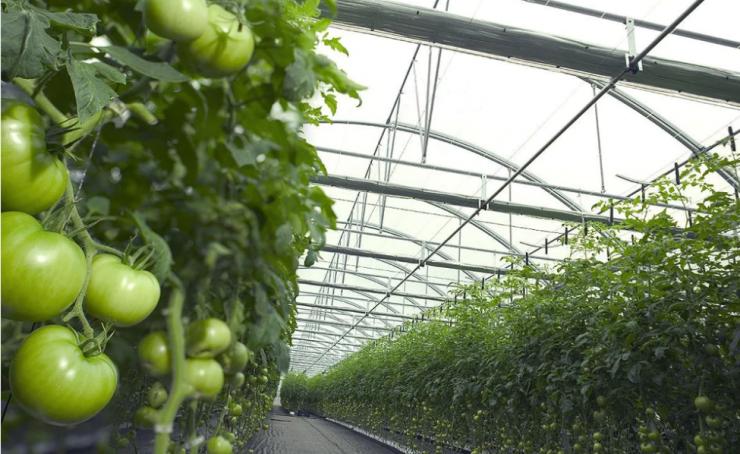 cosecha de tomates verdes