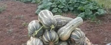 cosecha de calabazas