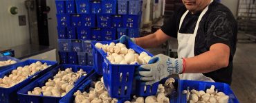 cultivo de chapiñones