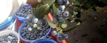 cosecha de arandanos