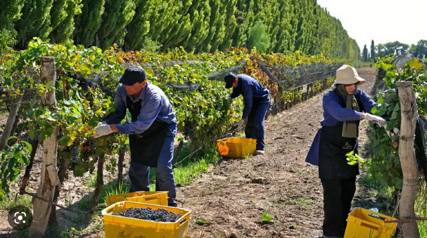 trabajadores agrícolas para viñedos