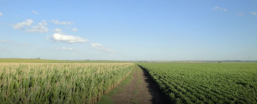 cultivo de maíz y soja