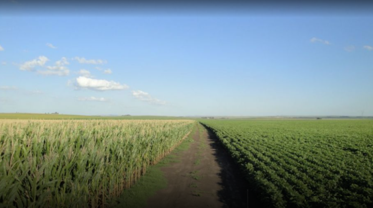 cultivo de maíz y soja