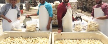 cosecha de chirivía