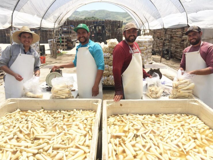 cosecha de chirivía