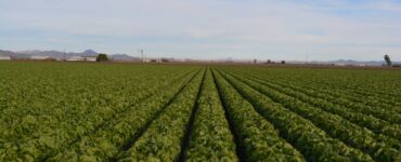cosecha de verduras variedad