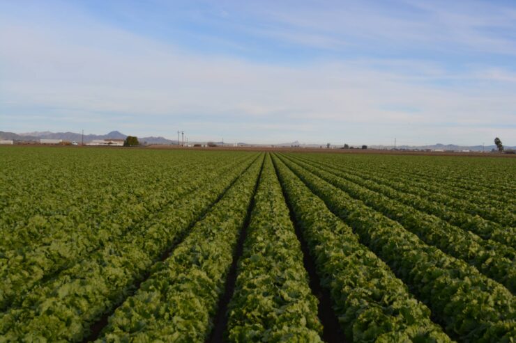 cosecha de verduras variedad