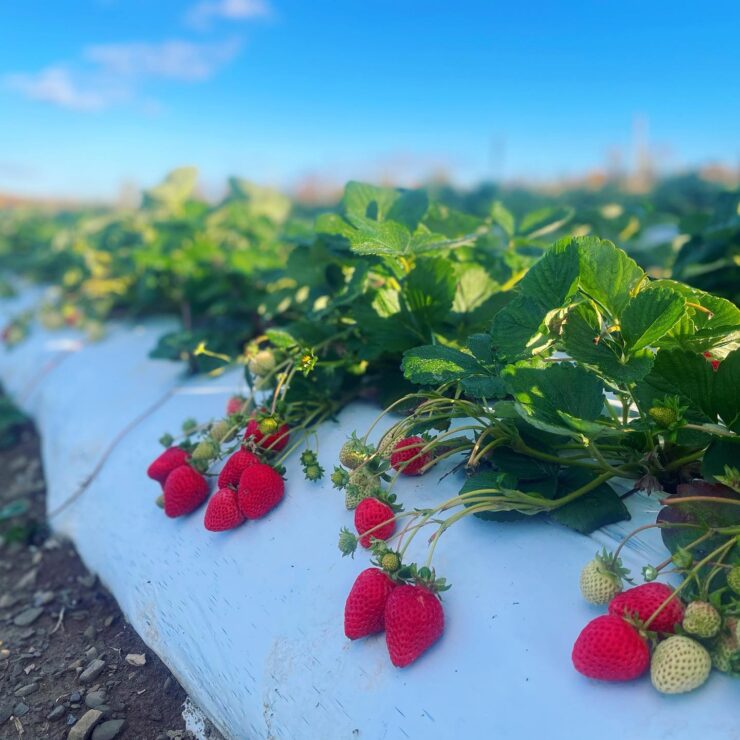 Trabajadores agrícolas para plante cultive coseche manualmente vegetales, frutas y cultivos de campo