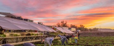 Jornaleros agrícolas para cosechadores de trabajo pesado en la cosecha de diferentes tipos de verduras