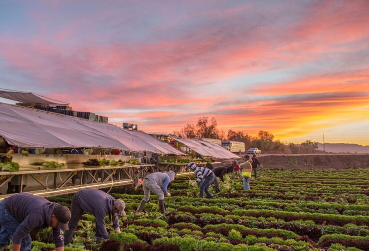 Jornaleros agrícolas para cosechadores de trabajo pesado en la cosecha de diferentes tipos de verduras