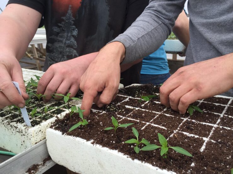 Jornaleros agrícolas para plantar cultivar y cosechar frutas y verduras a mano