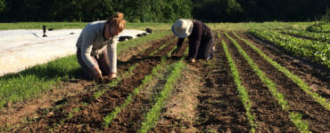 trabajos de temporada en hortalizas