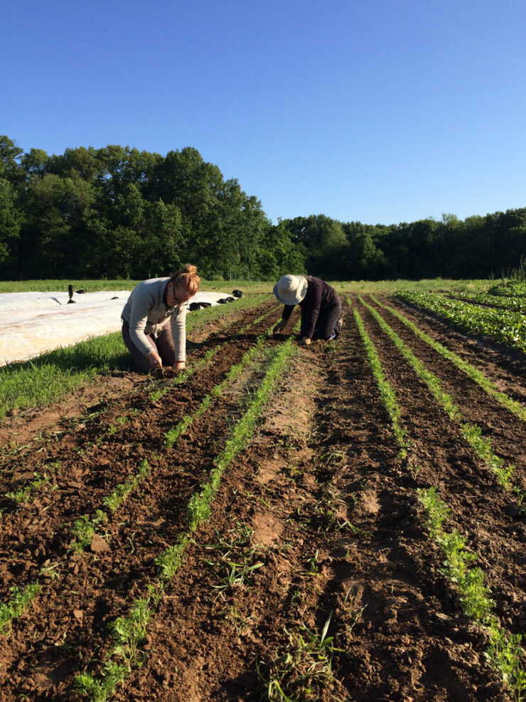 trabajos de temporada en hortalizas