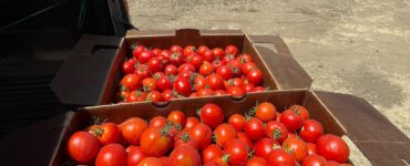 Trabajadores agrícolas para cosechar lechugas, calabazas y tomatoes