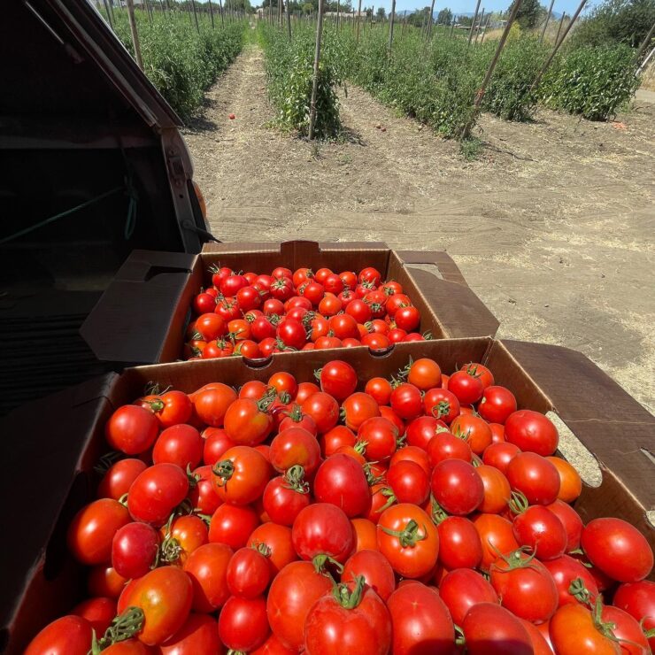 Trabajadores agrícolas para cosechar lechugas, calabazas y tomatoes