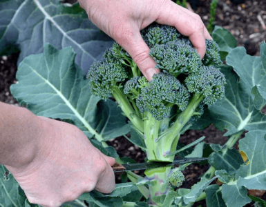 Trabajadores Agrícolas para cosechar cortar y empacar variedad de vegetales