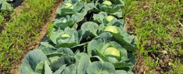 cultivo de hortalizas