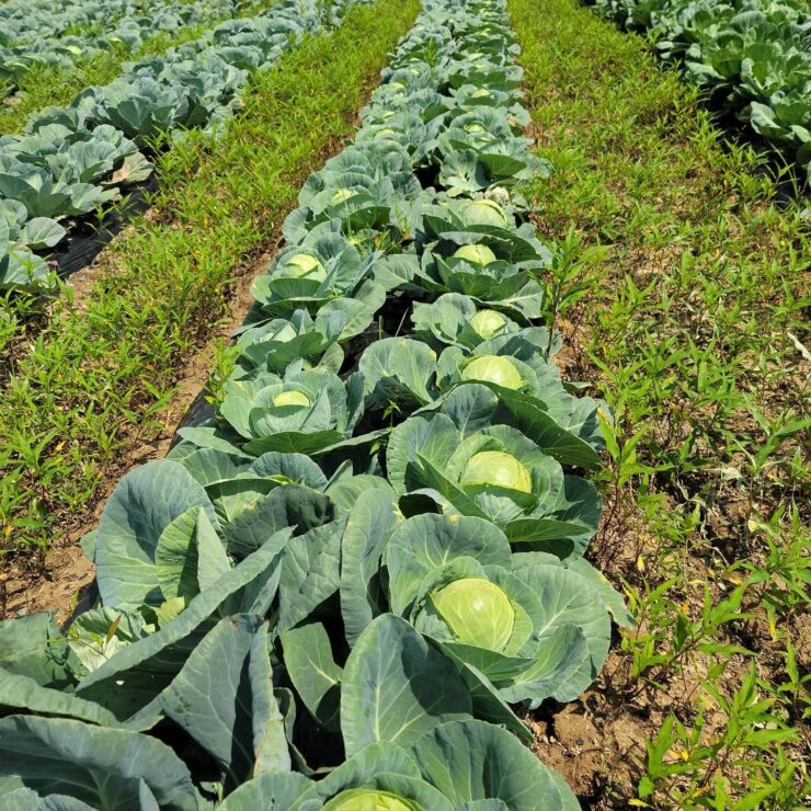 cultivo de hortalizas