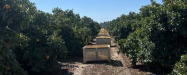 cosecha de naranjas, toronjas y limones en california