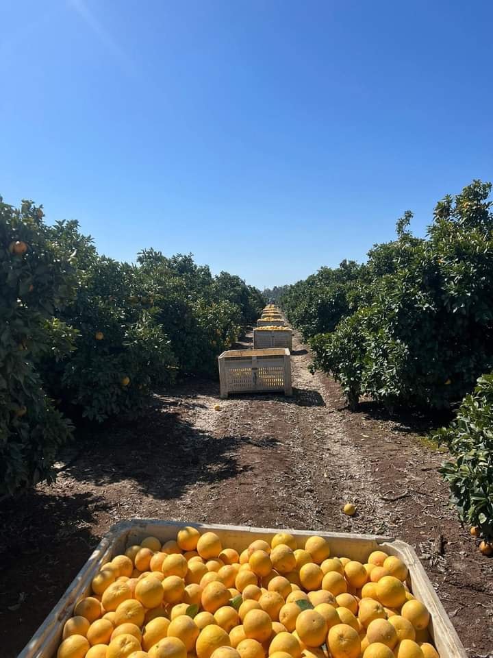 cosecha de naranjas, toronjas y limones en california