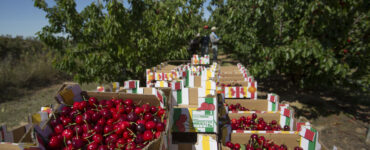Trabajadores agrícolas para recoger la cosecha y cultivo de cherry