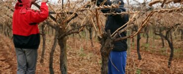 poda-de-viñedos