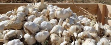 Trabajadores agrícolas para cosechar garlic y pepper
