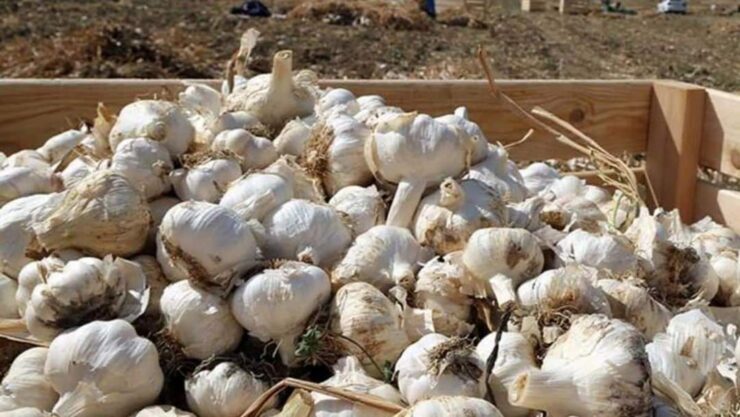 Trabajadores agrícolas para cosechar garlic y pepper