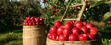 Jornaleros agrícolas para temporada completa en cosecha recolección y empaque de manzanas