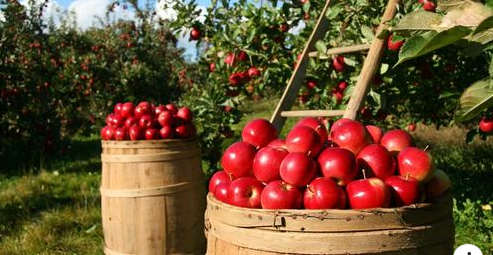 Jornaleros agrícolas para temporada completa en cosecha recolección y empaque de manzanas