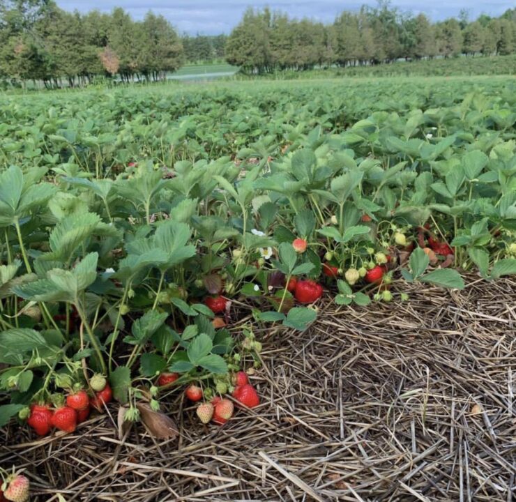 cosecha combinada de frutas y hortalizas