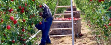 Trabajadores agrícolas para cultivos plantación poda y cosecha de manzanas y peras